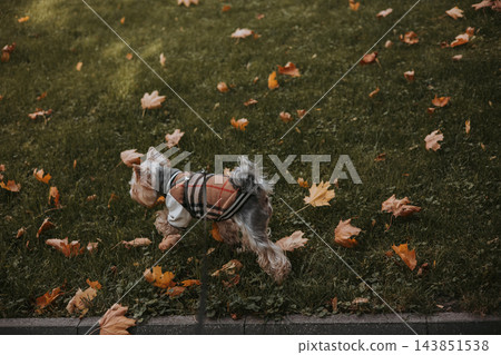 Yorkshire Terrier in a stylish coat playing in the autumn leaves. A Yorkie doggy dressed in a fashionable outfit walking on lawn with green grass 143851538