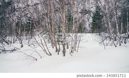 Birch saplings rising from deep snow on mountainside with distant fir trees under overcast winter light Birch saplings rising from deep snow on mountainside with distant fir trees under overcast winter light 143851711
