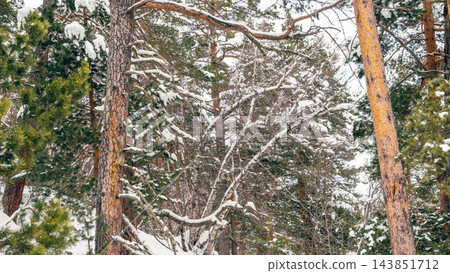 Snow-covered pine and mixed forest in Caucasus Mountains with branches laden with fresh snow 143851712