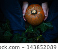 Hands holding Autumn orange pumpkin in dark green ivy 143852089