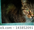 Tabby cat looks out of shelter 143852091