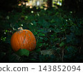 Autumn orange pumpkin in dark green ivy 143852094
