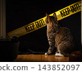 Cat looking at Halloween decorations in house 143852097