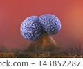 Slime mold - Physarum album, it's a small protist organism 143852287