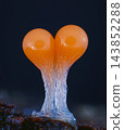 Orange slime mold - Trichia decipiens, it's a small protist organism 143852288