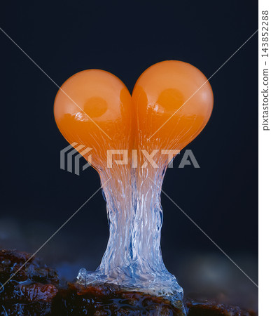 Orange slime mold - Trichia decipiens, it's a small protist organism Orange slime mold - Trichia decipiens, it's a small protist organism 143852288