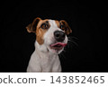 Close-up portrait of a Jack Russell Terrier licking its nose on a black background.  143852465