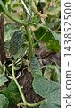 Green cucumbers developing on a healthy plant, showing the process of agricultural growth and organic farming in a domestic garden setting. 143852500