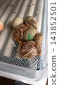 Newborn chicks emerging from their shells inside a home incubator, showing the beginning of new life and the process of artificial incubation. 143852501