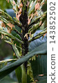 Corn plant stalk and tassel heavily covered with a dense colony of black aphids, highlighting a severe agricultural pest infestation causing damage to the crop. 143852502