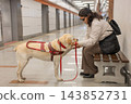 A blind woman with a guide dog waits for a train in the subway. 143852731