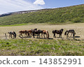 Icelandic horses grazing among swarms of small flies in summer pasture 143852991