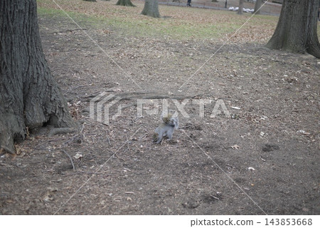 紐約中央公園和松鼠 紐約中央公園和松鼠 143853668
