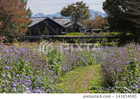 中之條花園 Ageratum 花園 中之條花園 Ageratum 花園 143854095