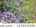 Nakanojo Gardens Ageratum flower field 143854096
