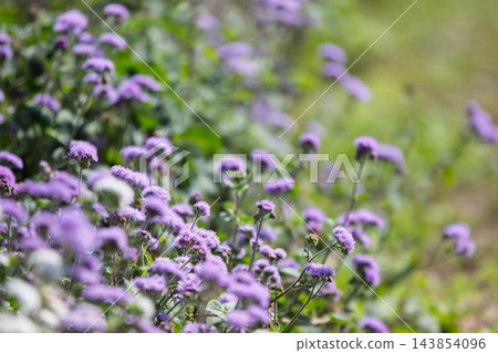 中之條花園 Ageratum 花園 143854096
