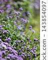 Nakanojo Gardens Ageratum flower field 143854097