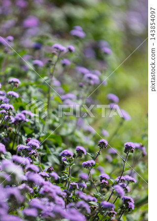 中之條花園 Ageratum 花園 中之條花園 Ageratum 花園 143854097
