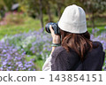A woman photographs a field of ageratum flowers at Nakanojo Gardens. 143854151
