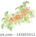 一幅桂花水彩畫，桂花是秋天的使者。 143855011