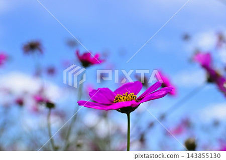 發光在藍天的波斯菊 發光在藍天的波斯菊 143855130