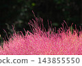 Autumn leaves Kokia 143855550