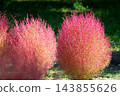 Kochia plants turning pink in an autumn park 143855626