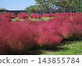 Autumn leaves Kokia 143855784