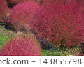 Autumn leaves Kokia 143855798