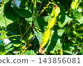 Organically grown winged bean pods 143856081