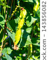 Organically grown winged bean pods 143856082