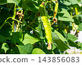 Organically grown winged bean pods 143856083