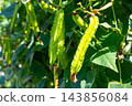 Organically grown winged bean pods 143856084