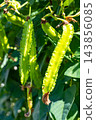 Organically grown winged bean pods 143856085