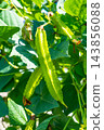 Organically grown winged bean pods 143856088