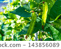 Organically grown winged bean pods 143856089