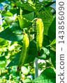 Organically grown winged bean pods 143856090