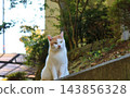 An autumn afternoon - a stray cat 143856328