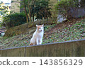 An autumn afternoon - a stray cat 143856329