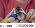 A woman brushes a dog's teeth using a toothbrush holder. Pet toothbrush holder.  143856460