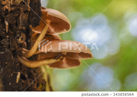秋日森林景象:蘑菇 秋日森林景象:蘑菇 143856564