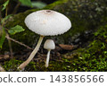 秋日森林景象：蘑菇 143856566