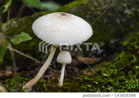秋日森林景象:蘑菇 秋日森林景象:蘑菇 143856566
