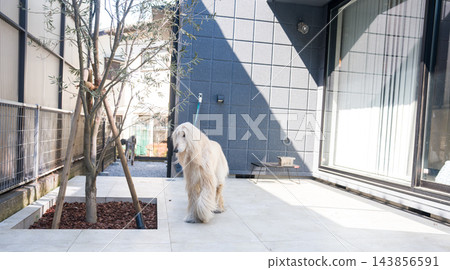 一隻白狗在新房的花園裡玩耍。 一隻白狗在新房的花園裡玩耍。 143856591