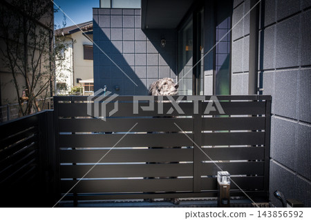 一隻狗從柵欄探出頭來 一隻狗從柵欄探出頭來 143856592