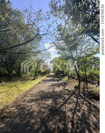 綠樹環繞的公園中的步行道 143856636
