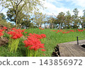 Park where cluster amaryllis blooms 143856972
