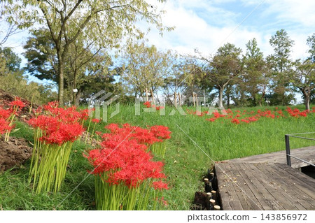 Park where cluster amaryllis blooms 143856972