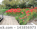 Park where cluster amaryllis blooms 143856973