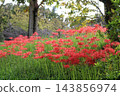 Park where cluster amaryllis blooms 143856974